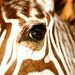 Vintage Taxidermy Zebra Mount