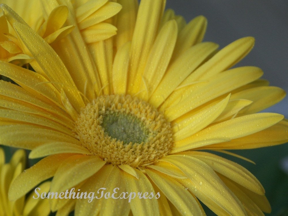 Flower Photograph- Yellow Gerber 11 x 14