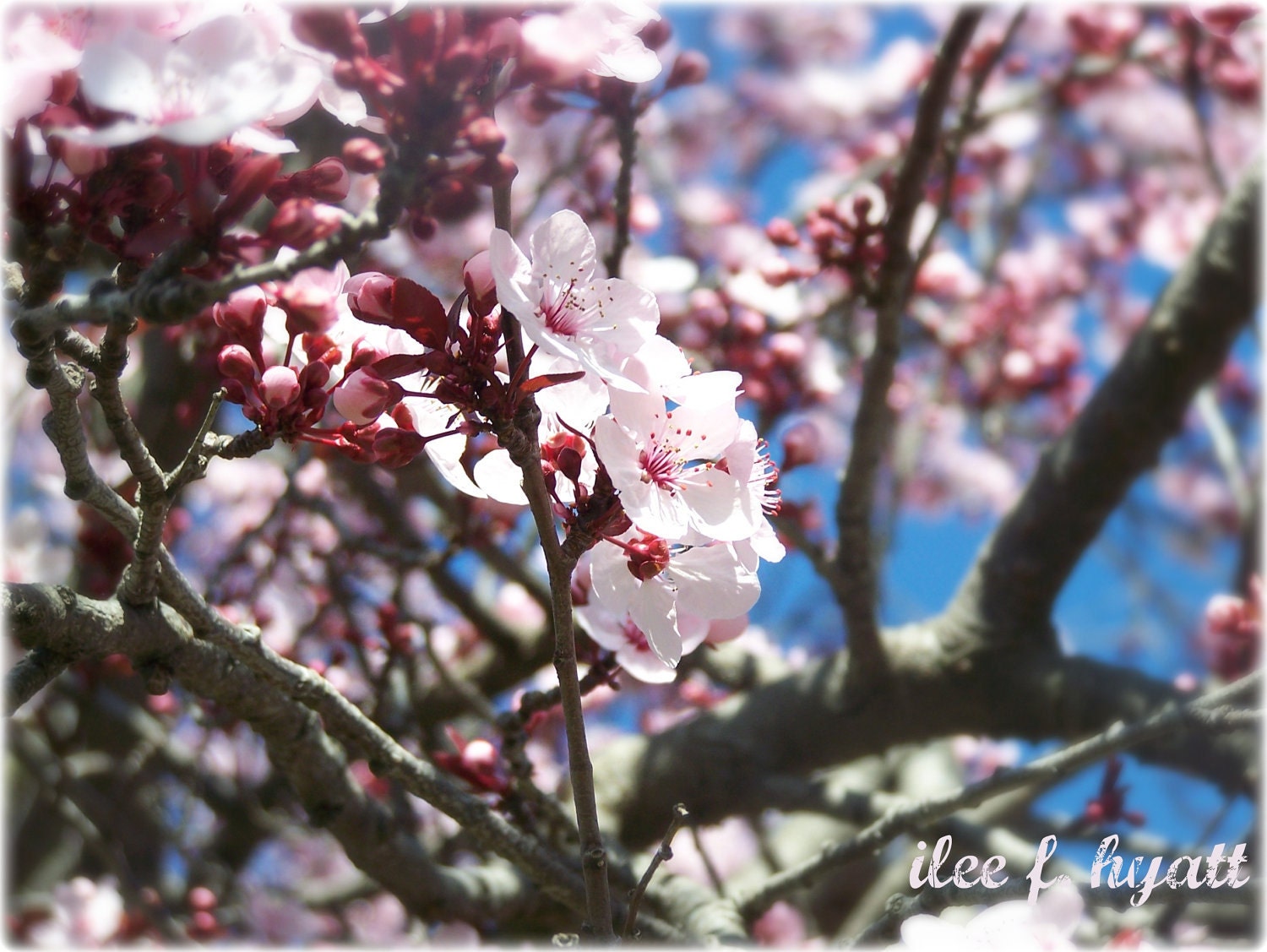Beautiful Pink Cherry Blossom Tree Original Photo Print