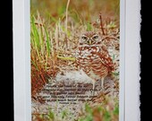 Hoot One