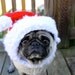 Dog Hat - Santa Christmas Cheer/ Made to Order