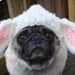 Little Lamb Dog Hat / Made to Order
