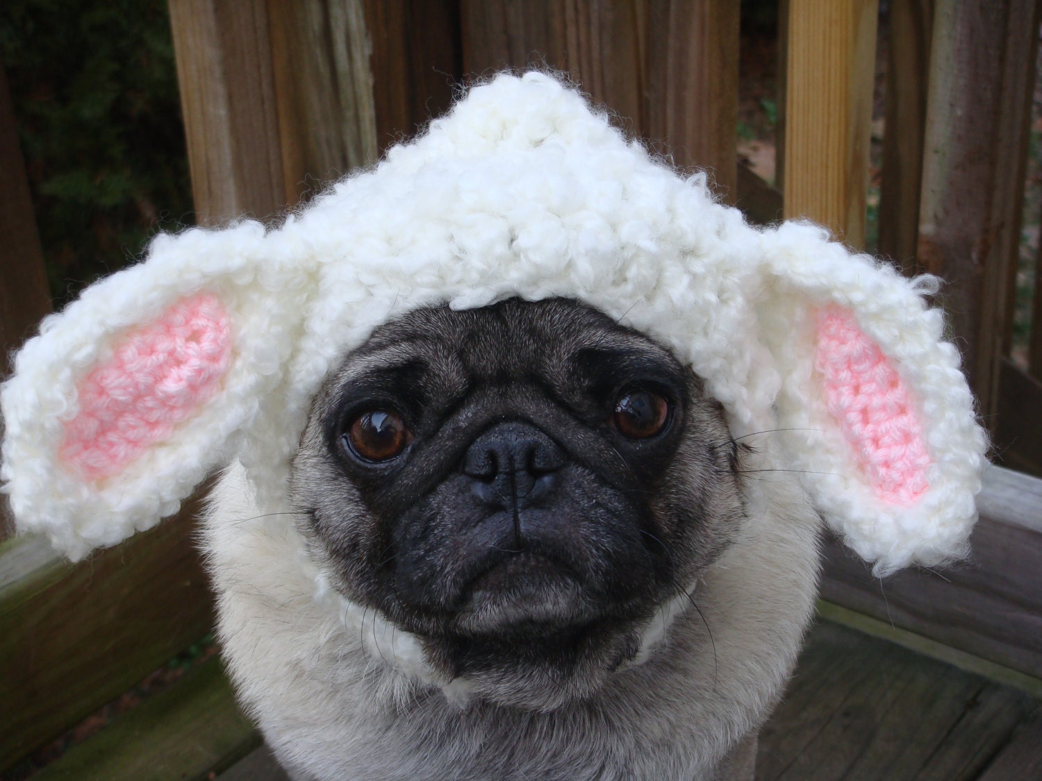 Little Lamb Dog Hat / Made to Order