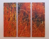 AMBER REEDS 3 Piece Giclee Photo Art