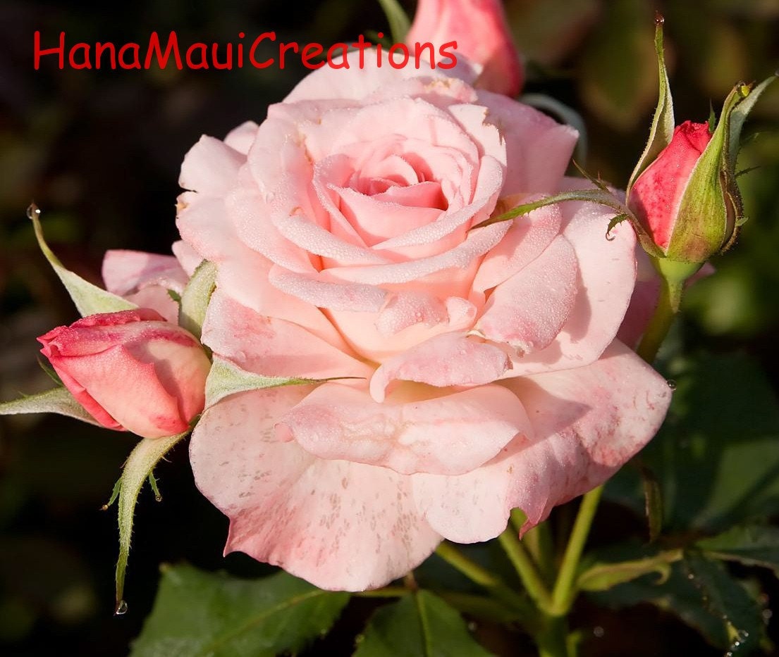 5 Note Cards, Hawaiian, Tropical, Flowers, Landscapes, Fine Art, Photography, Hana Maui, Handmade