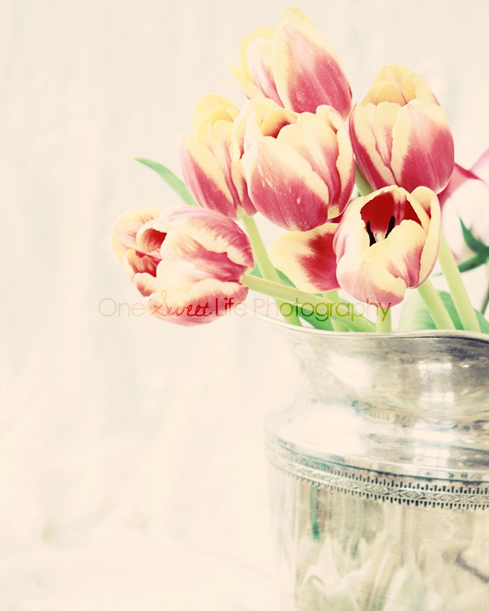 Sweet Tulips - 8 x 10 Photograph