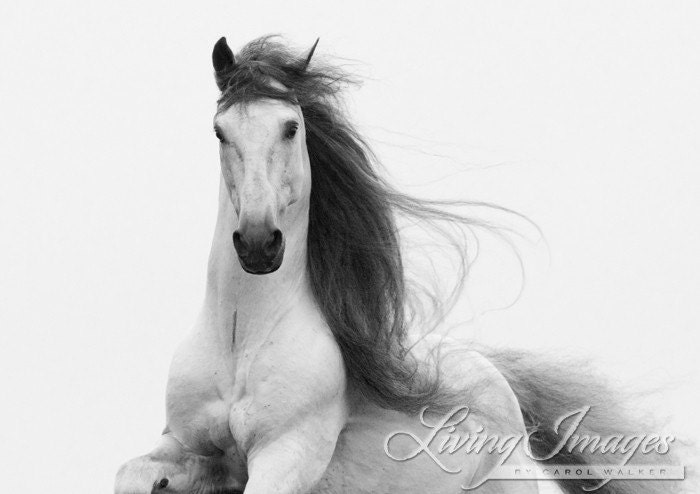 Stallion's Glory - Fine Art Horse Photograph