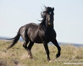 Wild Black Stallion - WildHoofbeats