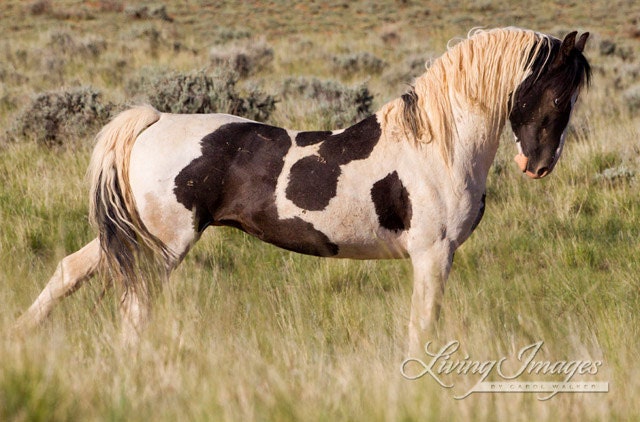 Stretch - Fine Art Wild Horse Photograph