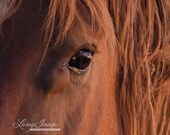 Wild Stallion's Eye - Fine Art Wild Horse Photograph