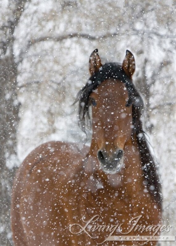 Snow Stallion - Fine Art Horse Photograph