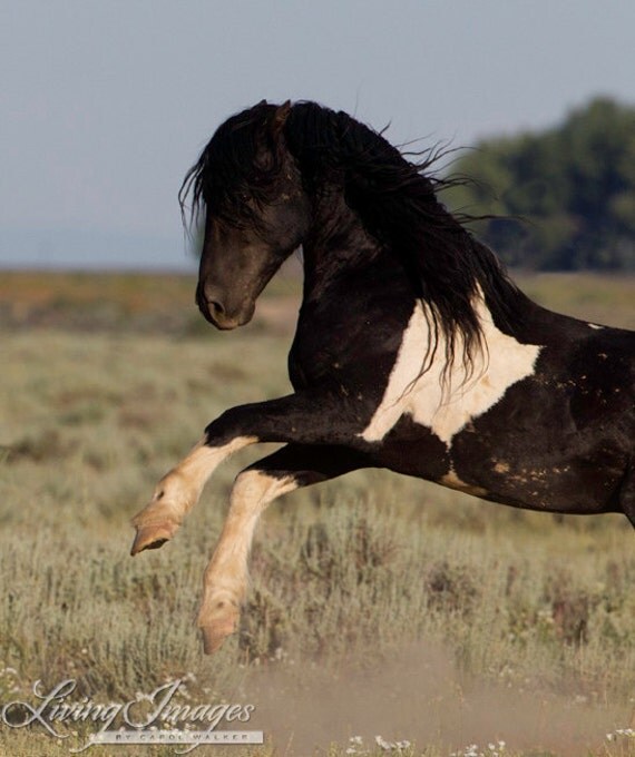 Whispering Plains (Horse & Human RP) Il_570xN.270577742