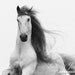 Stallion's Glory - Fine Art Horse Photograph