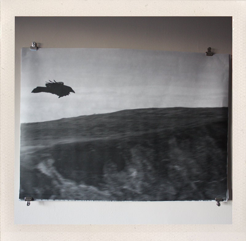 bird in flight / large format halftone print / 24x36 black and white poster