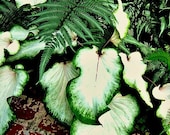 Caladium with Fern 8 x 10 Original Print - Black and White Option