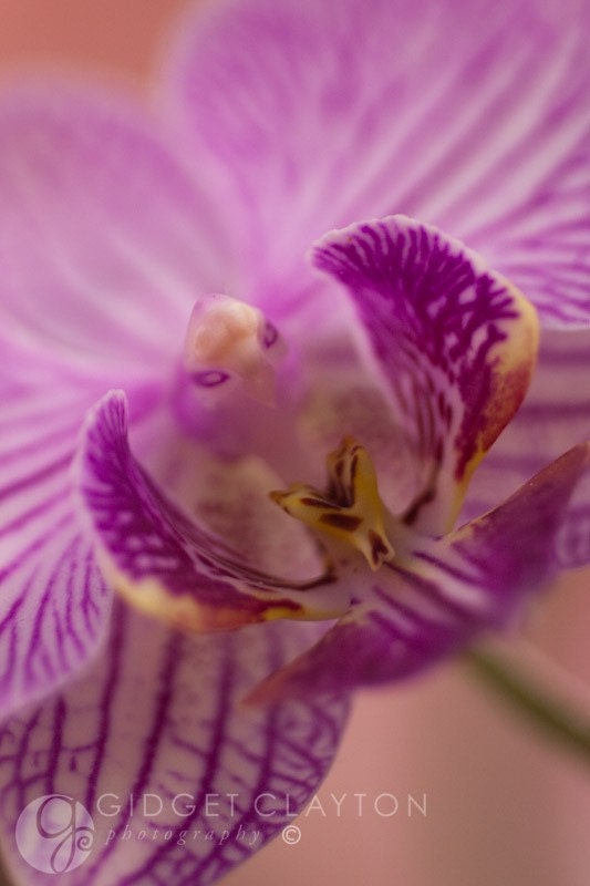 Fine Art Photography 8 x 10 Print - Flower - The Flight of the Orchid - Home Decor - Gifts Under 50