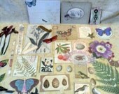 Brenda Walton Flora and Fauna Die Cut Cardstock and Vellum by K and Company-FREE SHIPPING