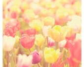spring tulip photo print - whimsical fine art nature photography, nursery, wall art, yellow, pink, cream, field, green, sun, red - 8x8