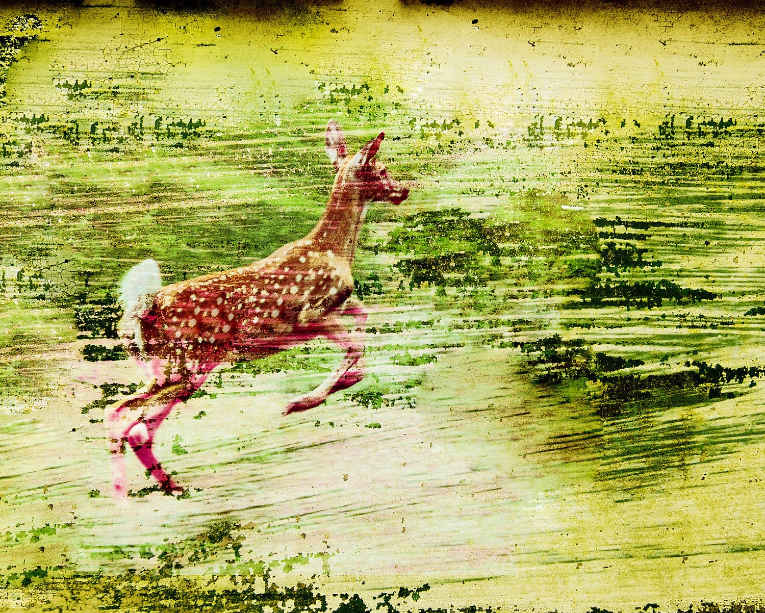 Sale Leaping Deer Fine Art Print on Kodak Endura Paper 8x10