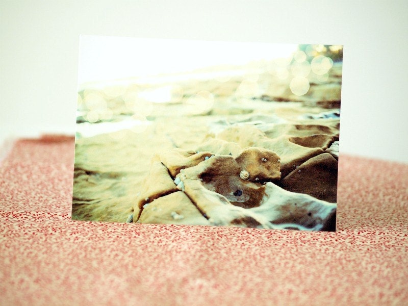 Seaside Postcard. Seashells, Summer Beach. Fine Art Photography. IN STOCK