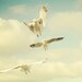 Dreamy Seagulls. Fine Art Photography. Clouds. Blue Skies. Ocean bird. Summer. Size 8x8"