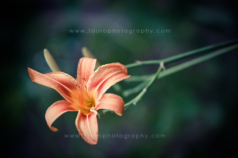 Reaching Lily No. 2