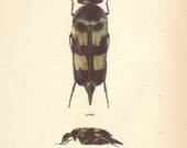 Wonderful Vintage Schrank  Beetle illustration