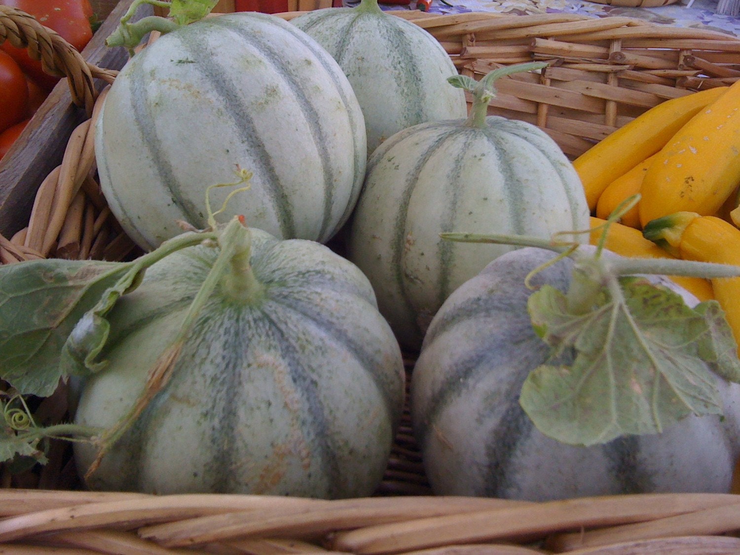 Organic Heirloom Charentais French Cantaloupe Melon Seeds Rare