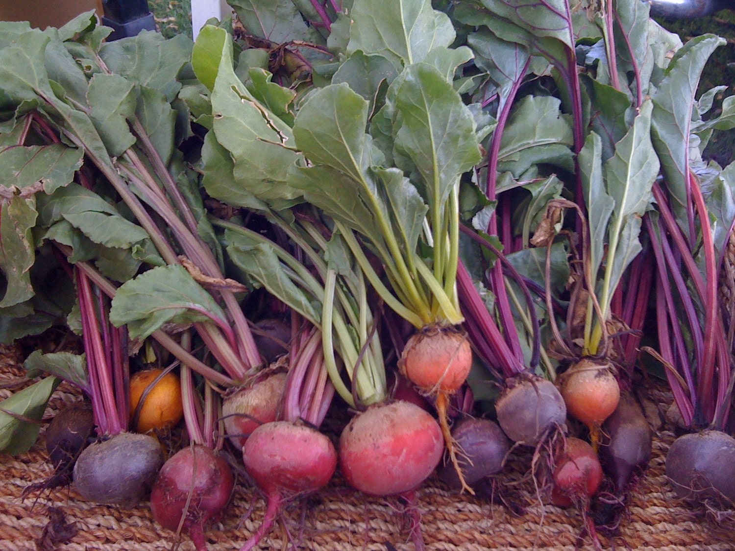 Organic Heirloom 3 Beet Variety Seed Blend BEST SELLER