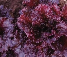 Organic Heirloom Lollo Lettuce Rossa RARE gourmet