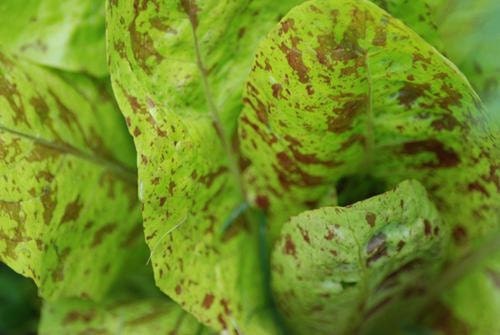 Organic Heirloom Speckled Trout Back Romaine Lettuce Seed RARE