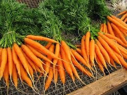 Organic Heirloom Nantes Coreless Carrot Seeds - kenyonorganics