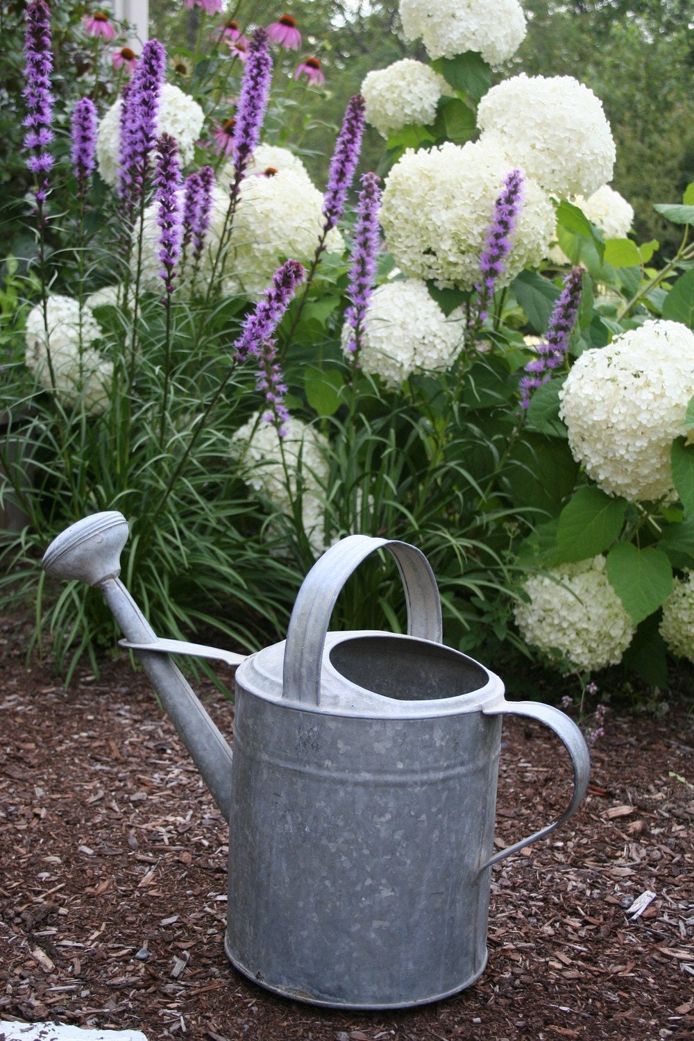 Watering can garden scene with flowers -  5 x 7" color print - CelesteCotaPhoto