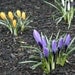 Crocus Focus - 5 x 7" color print