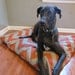Orange/Denton Chevron Pet Bed Dog Duvet Cover-Large