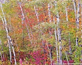 Red, Yellow, Orange, Autumn Birch Trees, Nature, Landscape, Photography, Photo, Print, "Birch Trees"