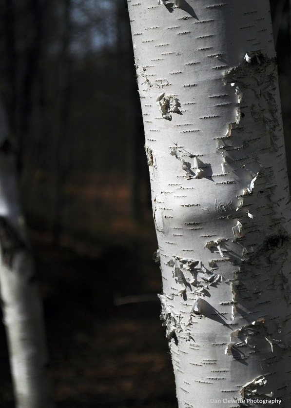 Birch Tree, Paper, White, Close-up, Landscape, Nature Photography, Photo, Print, "Birch"