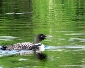 Loon swimming, Matted 5x7 Nature Photo