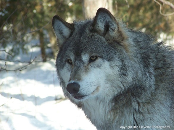 4 x 5.5" Notecard, Blank Inside, Gray Wolf