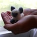 Felt Siamese Kitten / Waldorf Inspired Soft Toy / Miniature Cat Figurine / Needle Felted Animal / Wool Felt Pet