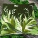 Lilies of the valley - Unique felted pillow cover   16"x16