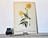 Audubon antique bird plate 1937-Western Meadowlark & Yellow-Bellied Flycatcher