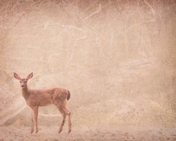 Nature photography, 8x10 deer photo fawn brown woodland