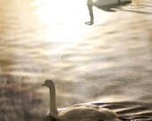 Swan photo 8x10 nature photography black brown
