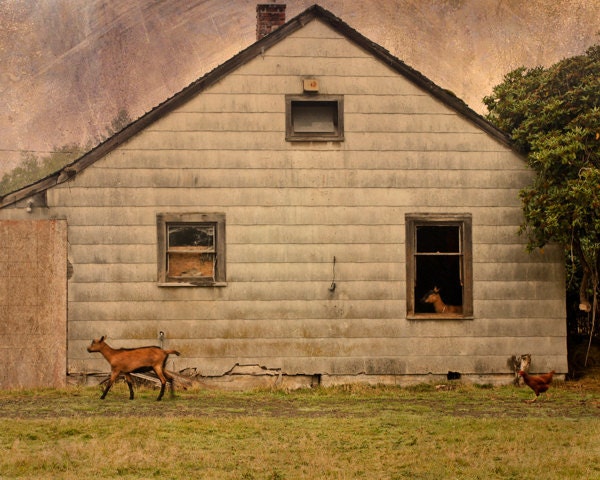 Goat house 8x10 photograph with chicken