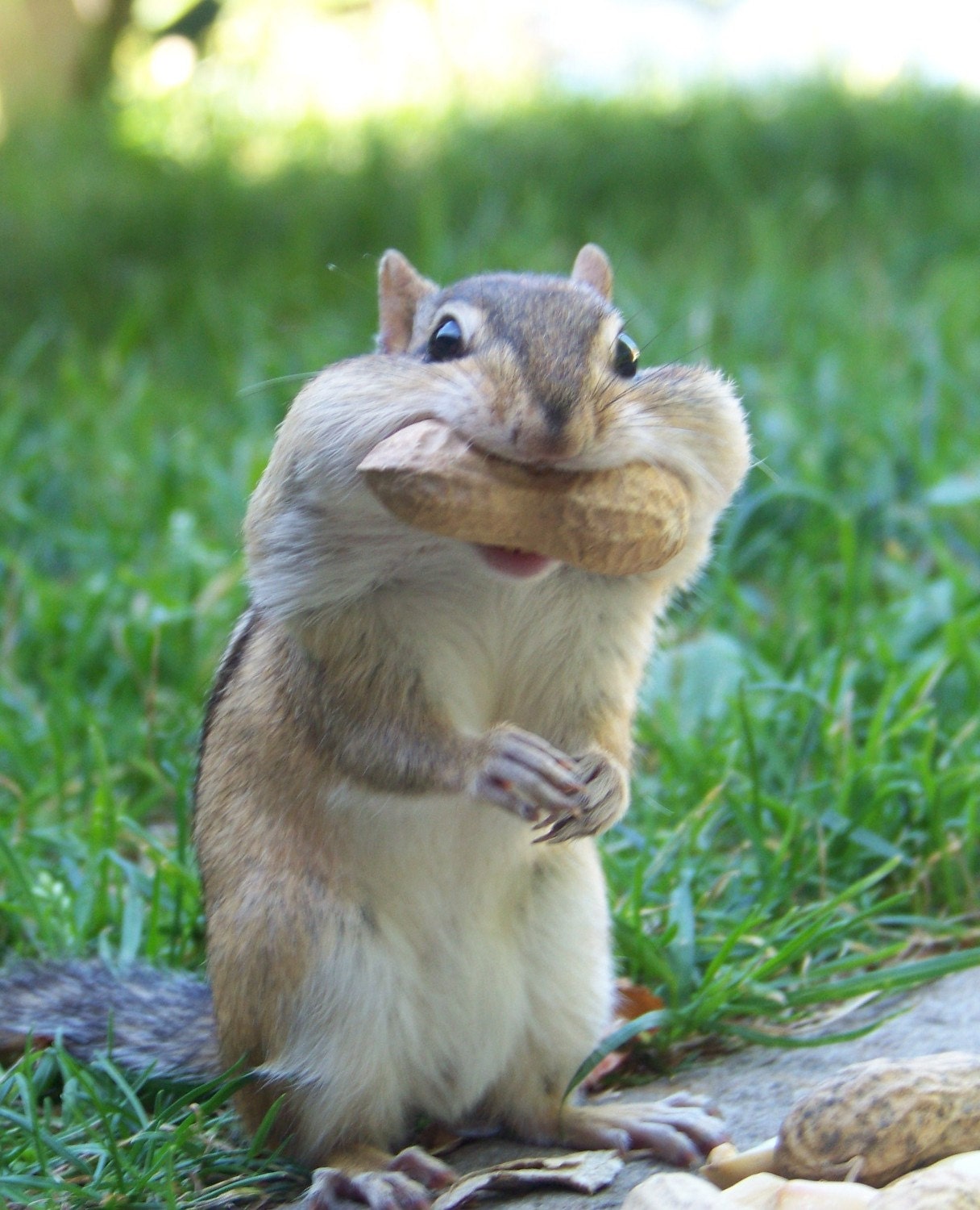 Really Happy Chipmunk Fine Art Photography Print