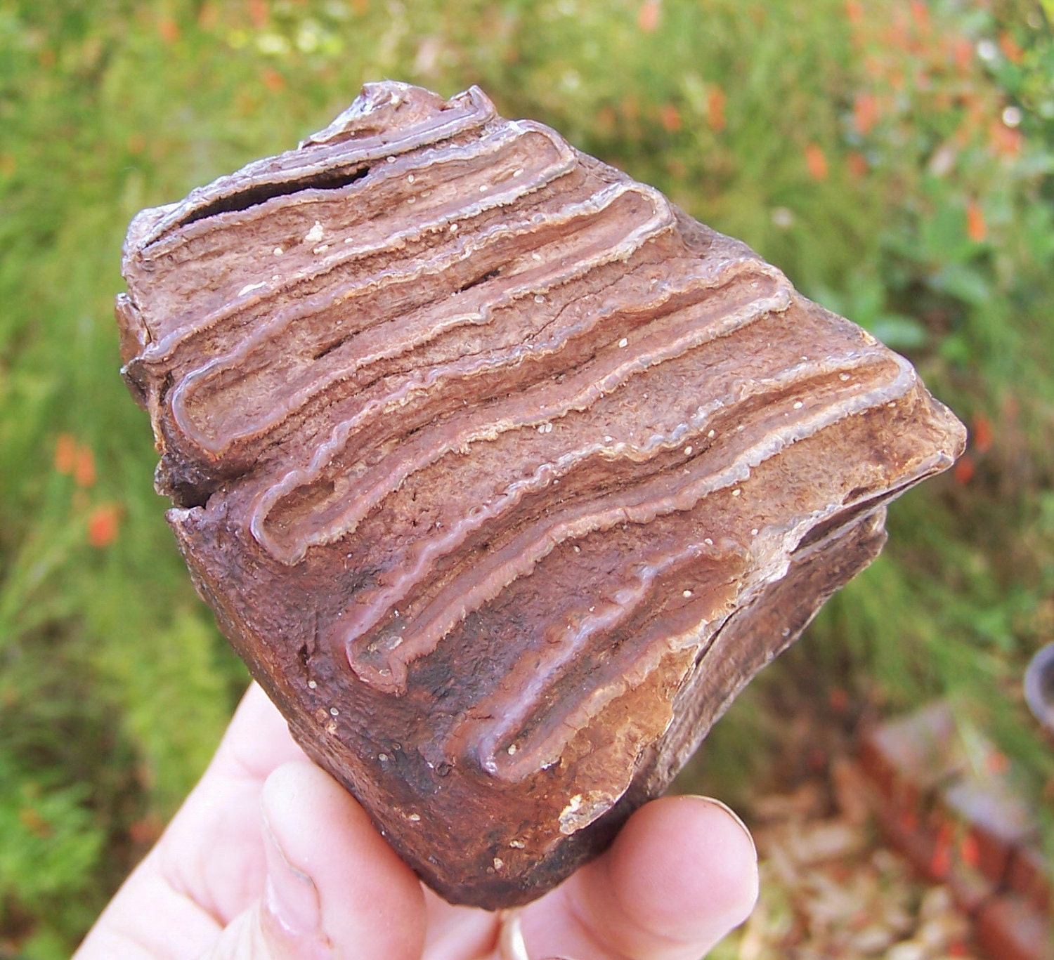 Wooly Mammoth Teeth