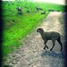 Dreaming of the Emerald Isle 5x7 Photograph - Original Fine Art Nature Photo