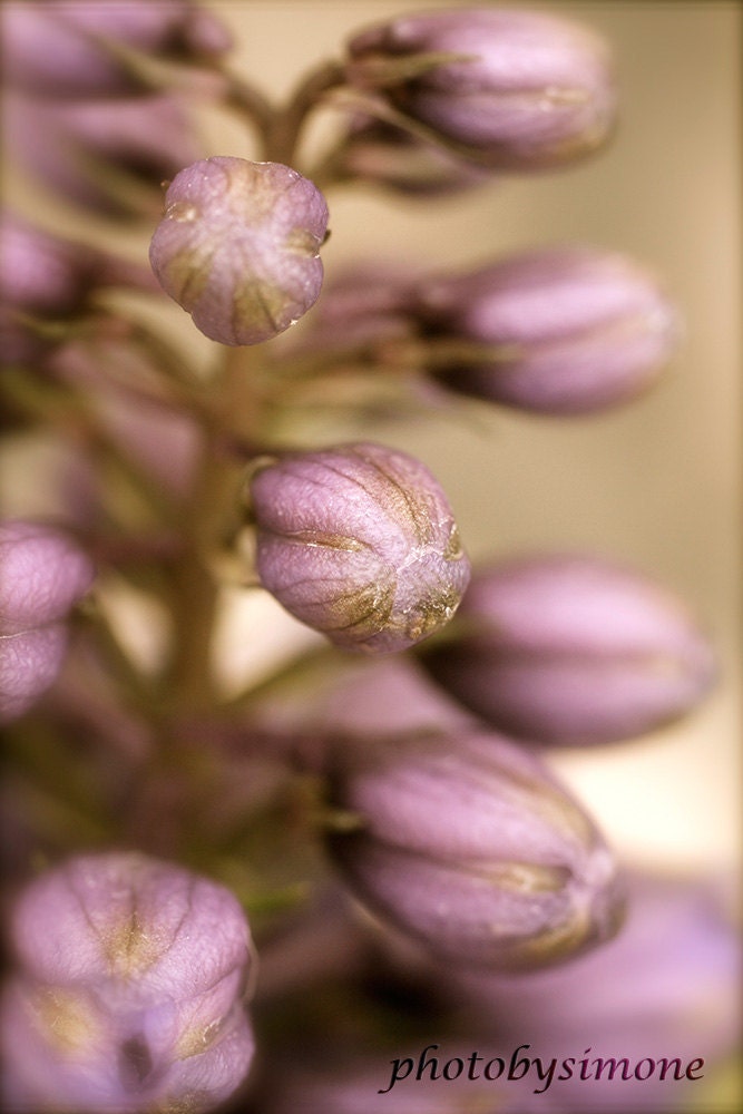 Lavender flower buds spring buds vintage inspired antique sepia finish nature macro photography