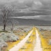Yellow Road yellow flowers gray grey sky fine art photography